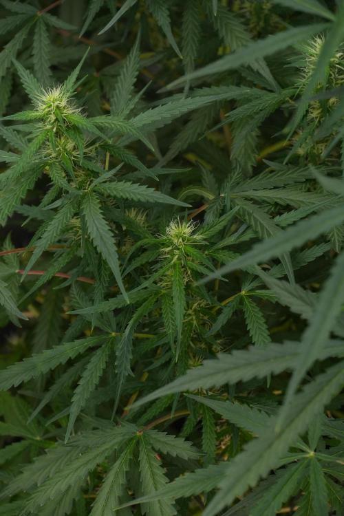 Pheno B Black Diamont Auto By Zamnesia. Week 7 - Black Diamond Auto Pheno B 