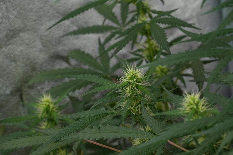 Pheno B Black Diamont Auto By Zamnesia. Week 7 - Black Diamond Auto Pheno B 