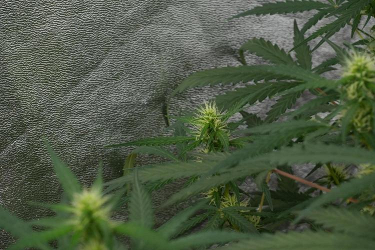 Pheno B Black Diamont Auto By Zamnesia. Week 7 - Black Diamond Auto Pheno B 