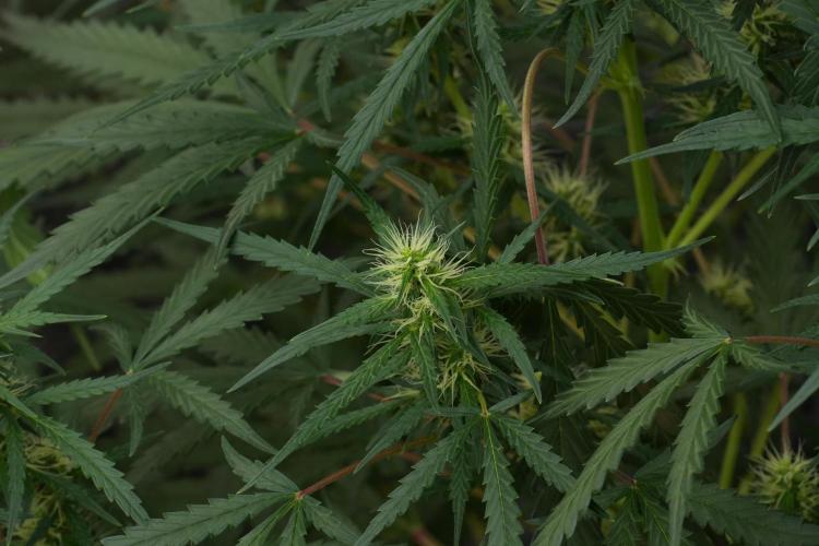 Pheno B Black Diamont Auto By Zamnesia. Week 7 - Black Diamond Auto Pheno B 