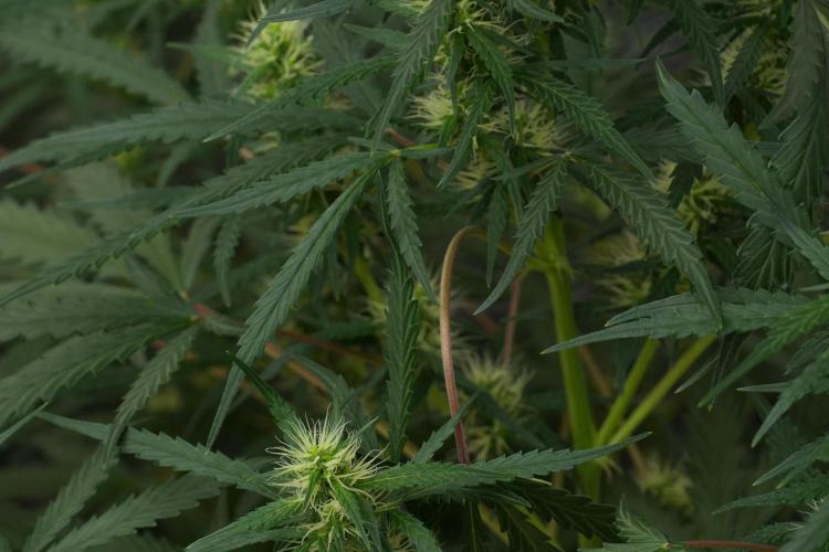 Pheno B Black Diamont Auto By Zamnesia. Week 7 - Black Diamond Auto Pheno B 