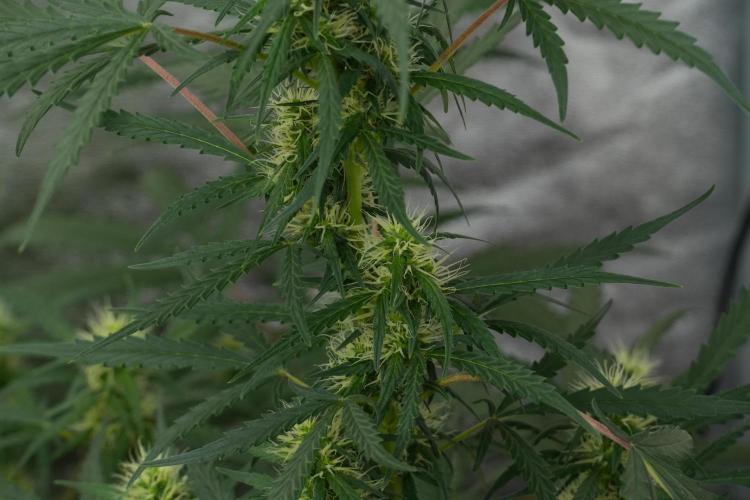 Pheno B Black Diamont Auto By Zamnesia. Week 7 - Black Diamond Auto Pheno B 