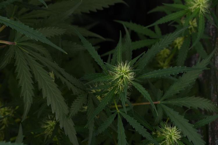 Pheno B Black Diamont Auto By Zamnesia. Week 7 - Black Diamond Auto Pheno B 