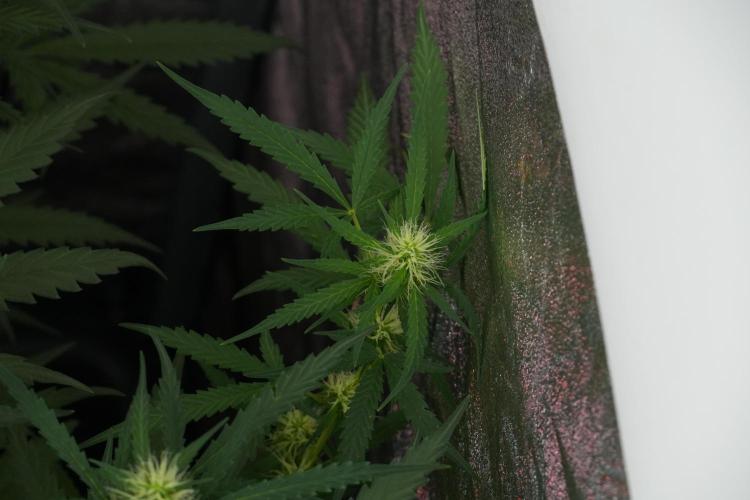 Pheno B Black Diamont Auto By Zamnesia. Week 7 - Black Diamond Auto Pheno B 
