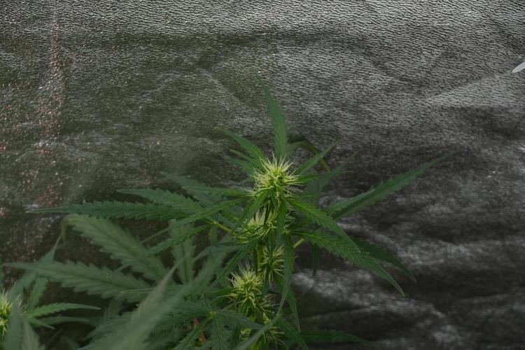 Pheno B Black Diamont Auto By Zamnesia. Week 7 - Black Diamond Auto Pheno B 
