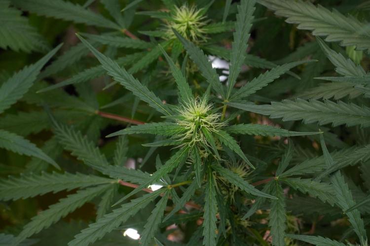 Pheno B Black Diamont Auto By Zamnesia. Week 7 - Black Diamond Auto Pheno B 