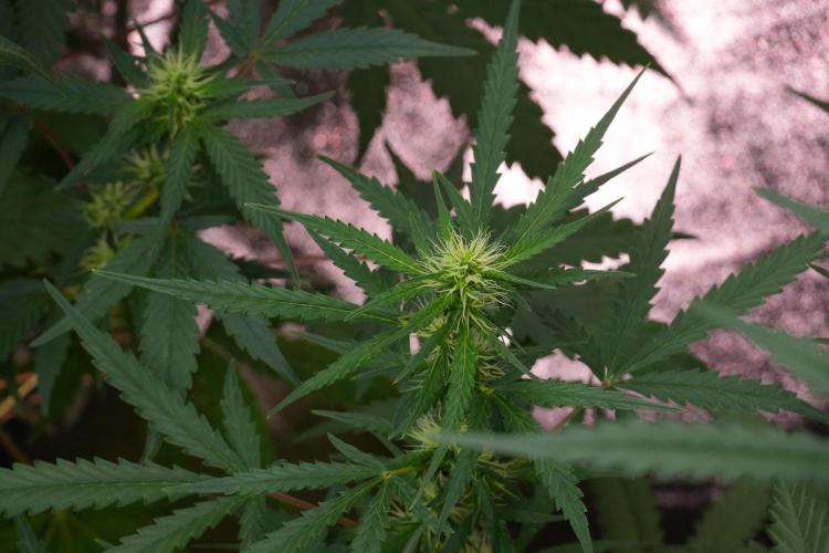Pheno B Black Diamont Auto By Zamnesia. Week 7 - Black Diamond Auto Pheno B 