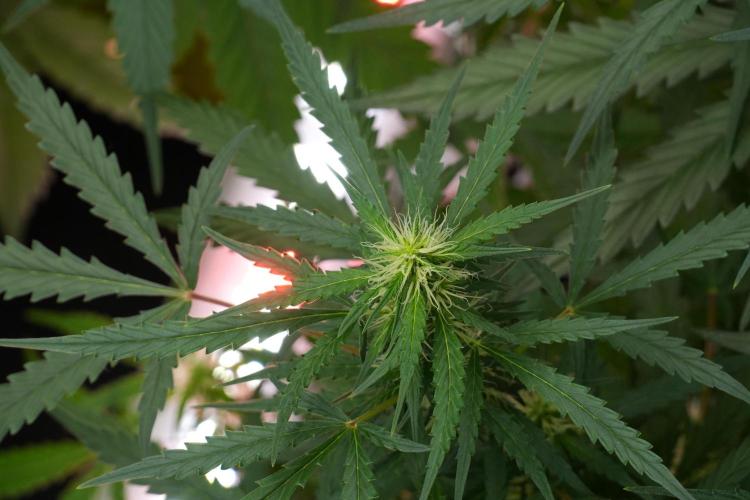 Pheno B Black Diamont Auto By Zamnesia. Week 7 - Black Diamond Auto Pheno B 
