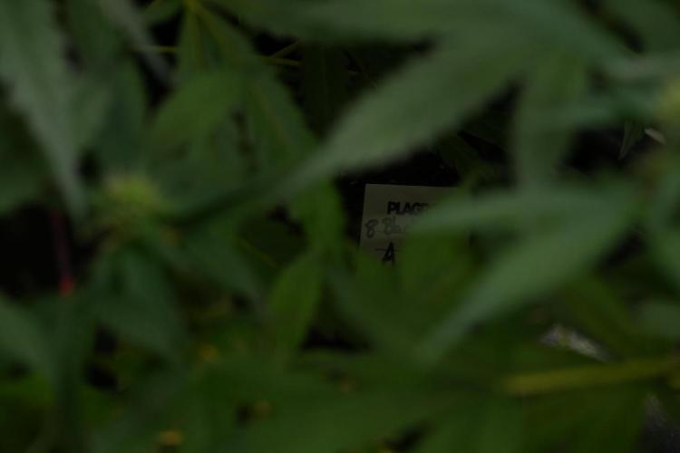 Pheno B Black Diamont Auto By Zamnesia. Week 7 - Black Diamond Auto Pheno B 