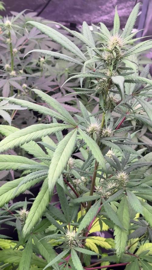 Pheno B Black Diamont Auto By Zamnesia