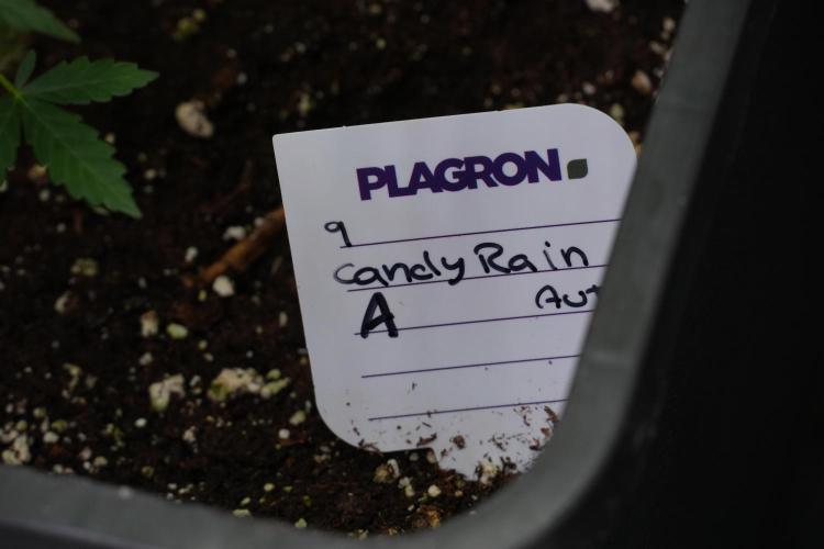 Candy Rain Auto By Zamnesia. Week 7 - Candy Rain Auto 