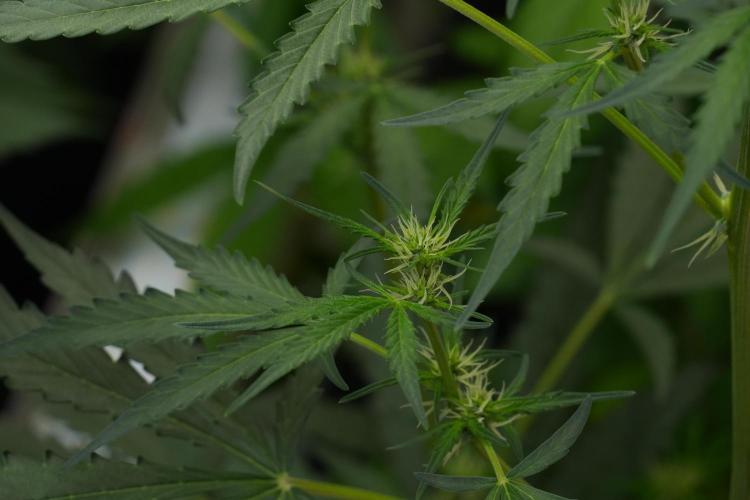 Candy Rain Auto By Zamnesia. Week 7 - Candy Rain Auto 