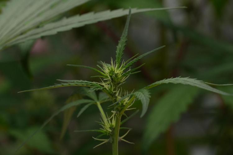 Candy Rain Auto By Zamnesia. Week 7 - Candy Rain Auto 