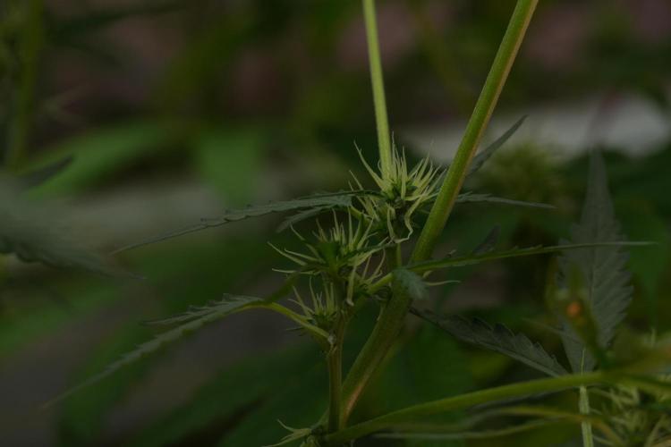 Candy Rain Auto By Zamnesia. Week 7 - Candy Rain Auto 