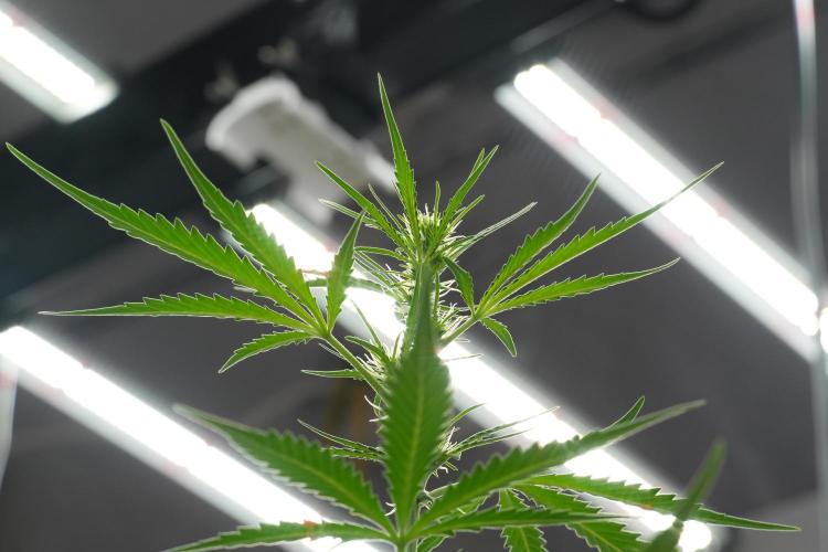 Candy Rain Auto By Zamnesia. Week 7 - Candy Rain Auto 