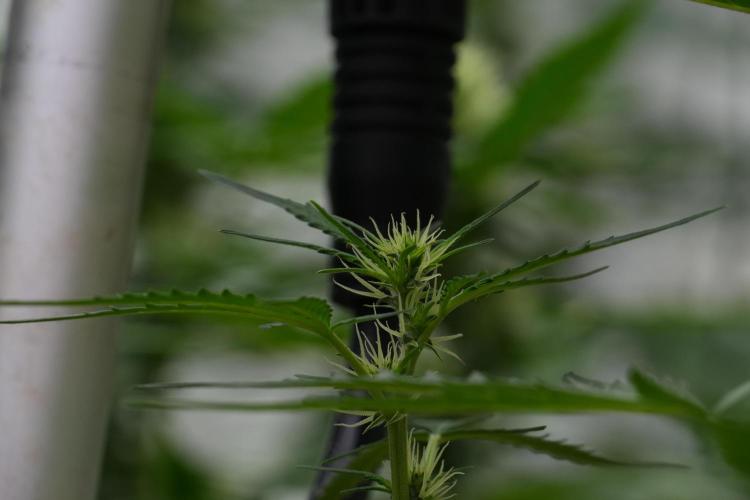 Candy Rain Auto By Zamnesia. Week 7 - Candy Rain Auto 