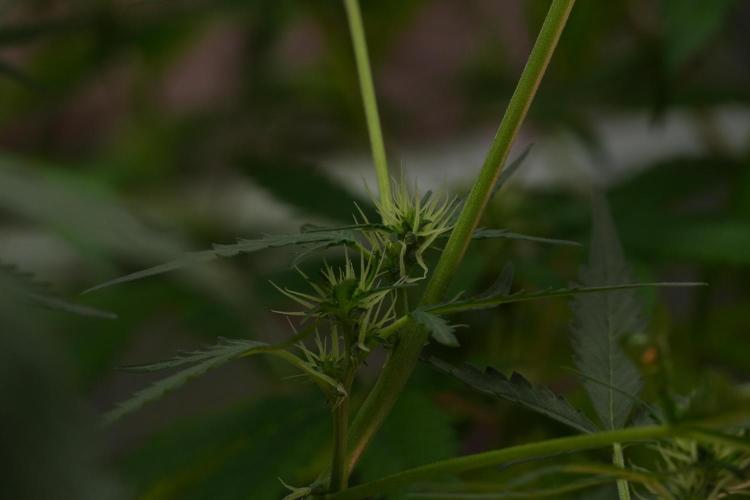 Candy Rain Auto By Zamnesia. Week 7 - Candy Rain Auto 