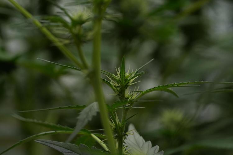 Candy Rain Auto By Zamnesia. Week 7 - Candy Rain Auto 