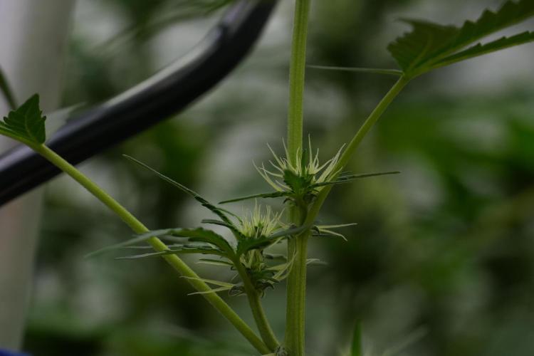 Candy Rain Auto By Zamnesia. Week 7 - Candy Rain Auto 