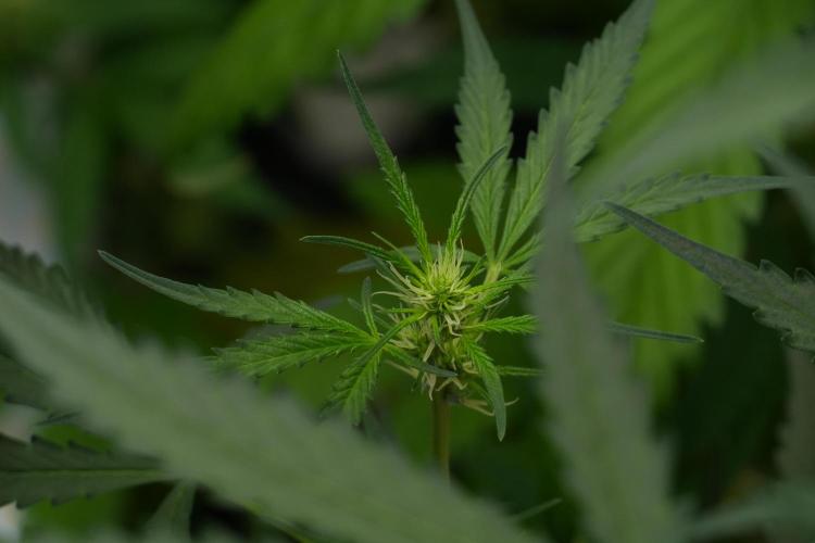 Candy Rain Auto By Zamnesia. Week 7 - Candy Rain Auto 