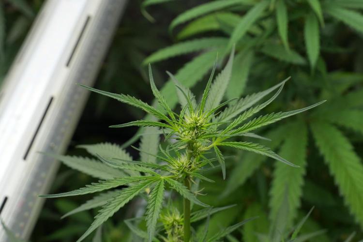 Candy Rain Auto By Zamnesia. Week 7 - Candy Rain Auto 