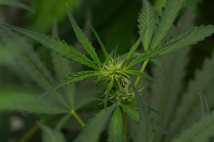 Candy Rain Auto By Zamnesia. Week 7 - Candy Rain Auto 
