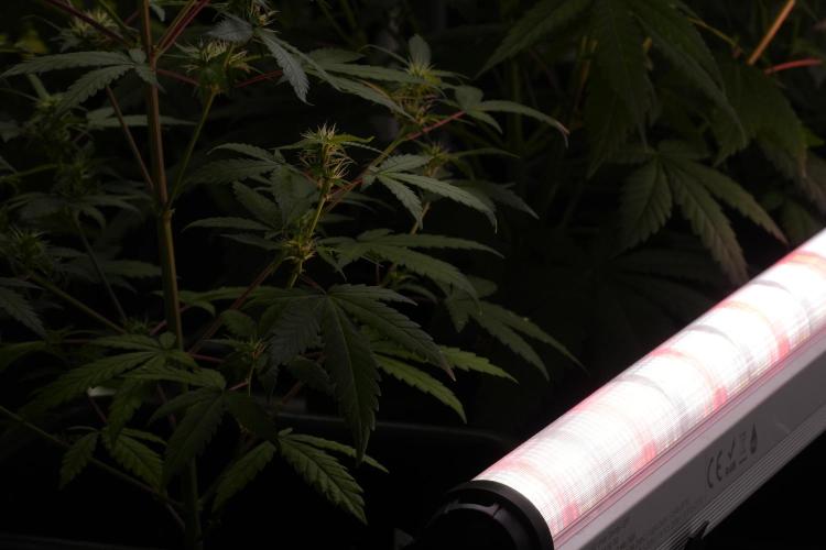 Candy Rain Auto By Zamnesia. Week 7 - Lumiflora UCL