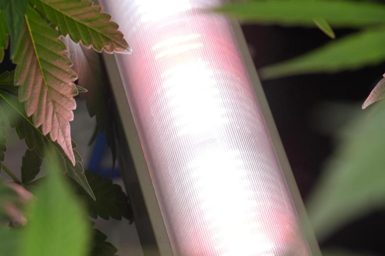 Frosted Guava Auto By Zamnesia Pheno A. Week 7 - UCL 