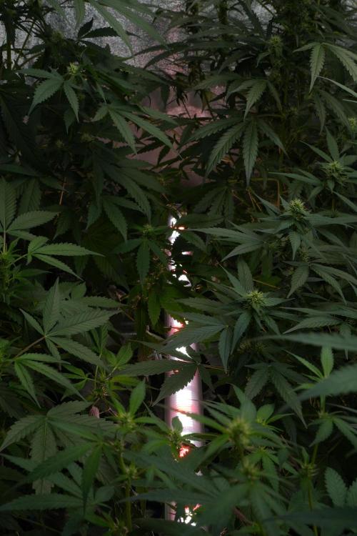 Frosted Guava Auto By Zamnesia Pheno A. Week 7 - UCL 