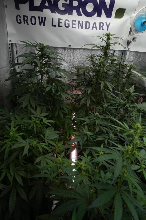 Frosted Guava Auto By Zamnesia Pheno A. Week 7 - UCL 
