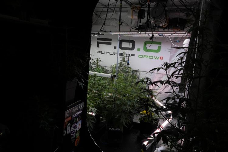 Frosted Guava Auto By Zamnesia Pheno A. Week 7 - Room and vibes 