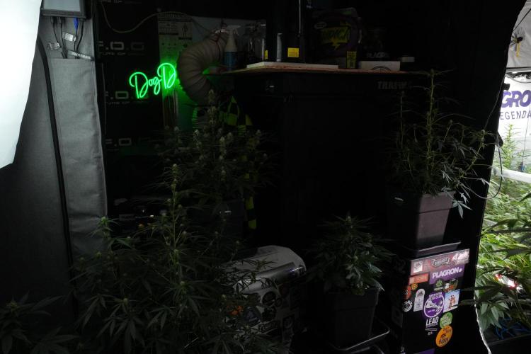 Frosted Guava Auto By Zamnesia Pheno A. Week 7 - Room and vibes 
