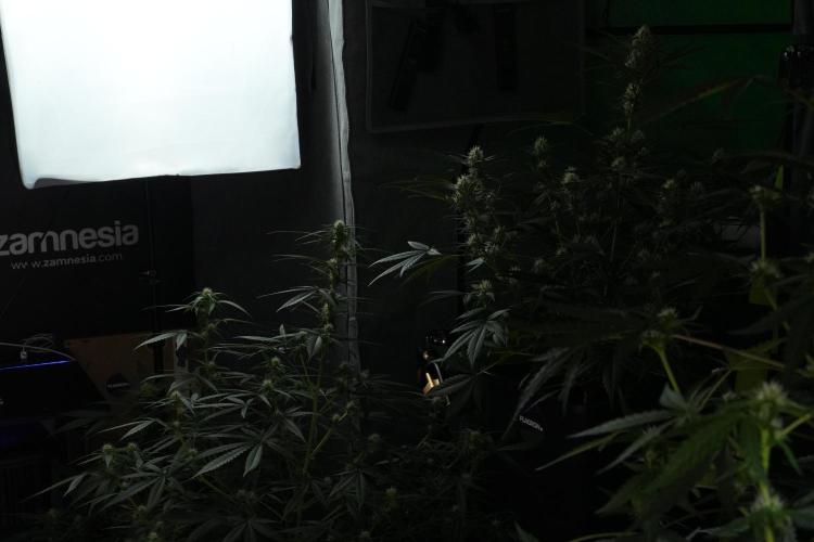 Frosted Guava Auto By Zamnesia Pheno A. Week 7 - Room and vibes 
