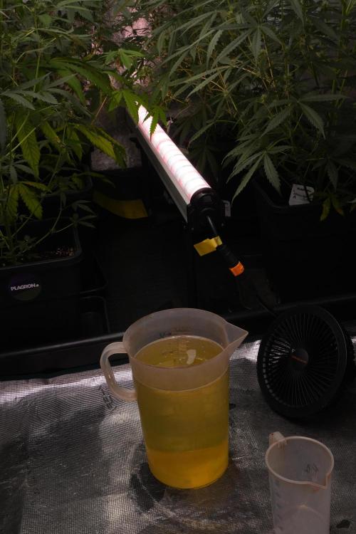 Frosted Guava Auto By Zamnesia Pheno A. Week 7 - PLAGRON