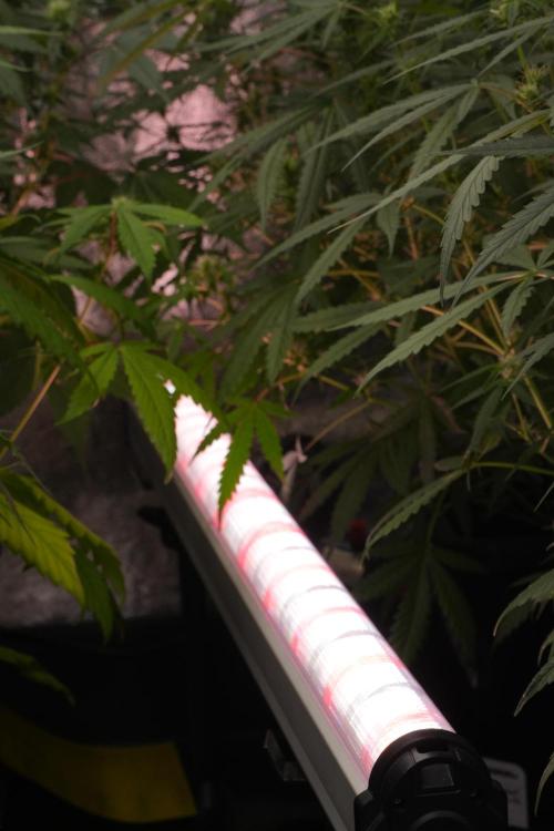 Frosted Guava Auto By Zamnesia Pheno A. Week 7 - Moving plants to hand water 
