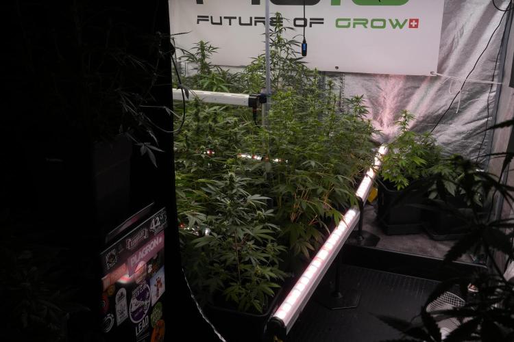 Frosted Guava Auto By Zamnesia Pheno A. Week 7 - Moving plants to hand water 