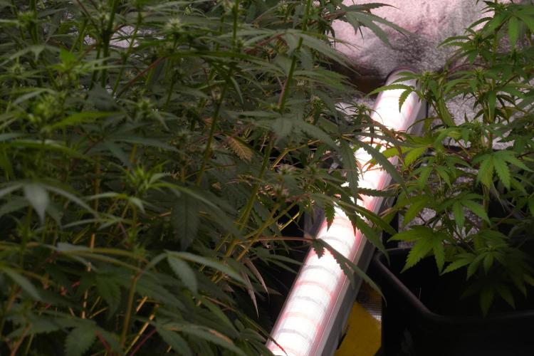 Frosted Guava Auto By Zamnesia Pheno A. Week 7 - Moving plants to hand water 
