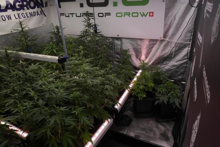 Frosted Guava Auto By Zamnesia Pheno A. Week 7 - Moving plants to hand water 