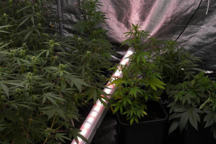 Frosted Guava Auto By Zamnesia Pheno A. Week 7 - Moving plants to hand water 