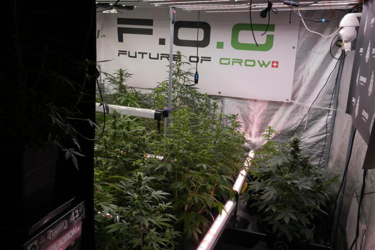 Frosted Guava Auto By Zamnesia Pheno A. Week 7 - Room and vibes 