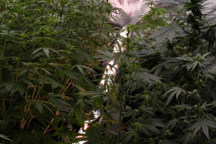 Frosted Guava Auto By Zamnesia Pheno A. Week 7 - Room and vibes 