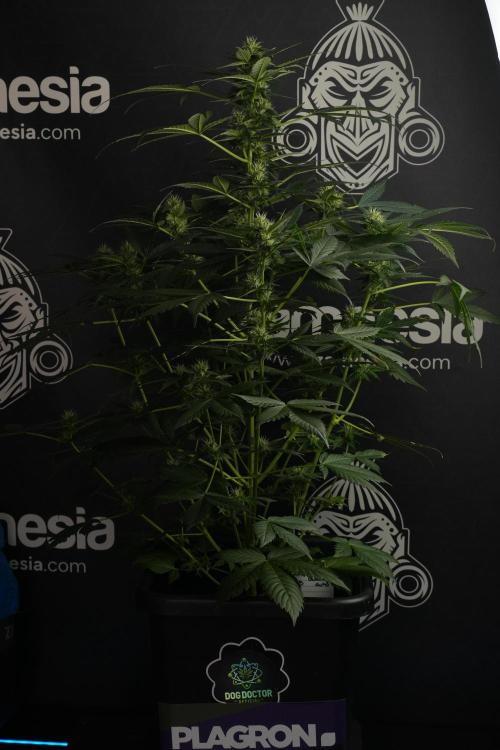 Pheno B Frosted Guava Auto By Zamnesia. Week 7 - Frosted Guava Auto plant B
