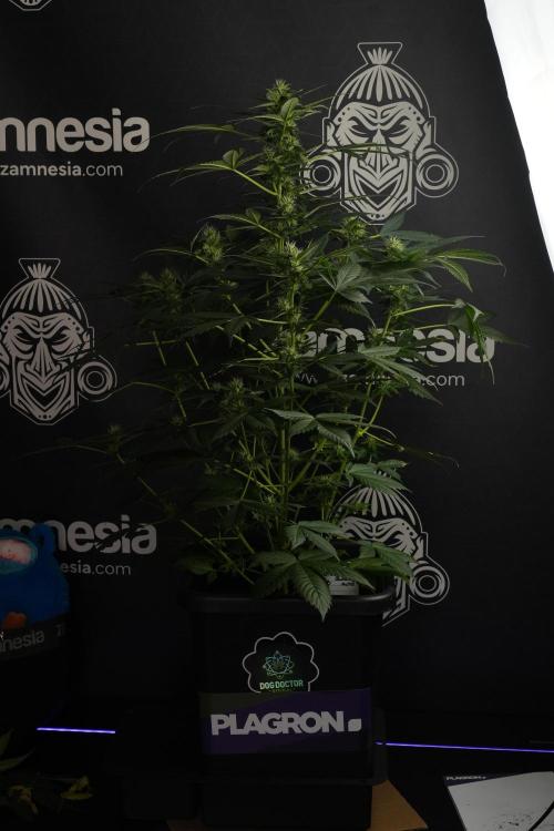 Pheno B Frosted Guava Auto By Zamnesia. Week 7 - Frosted Guava Auto plant B