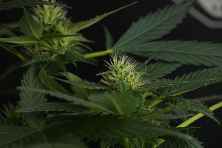 Pheno B Frosted Guava Auto By Zamnesia. Week 7 - Frosted Guava Auto plant B