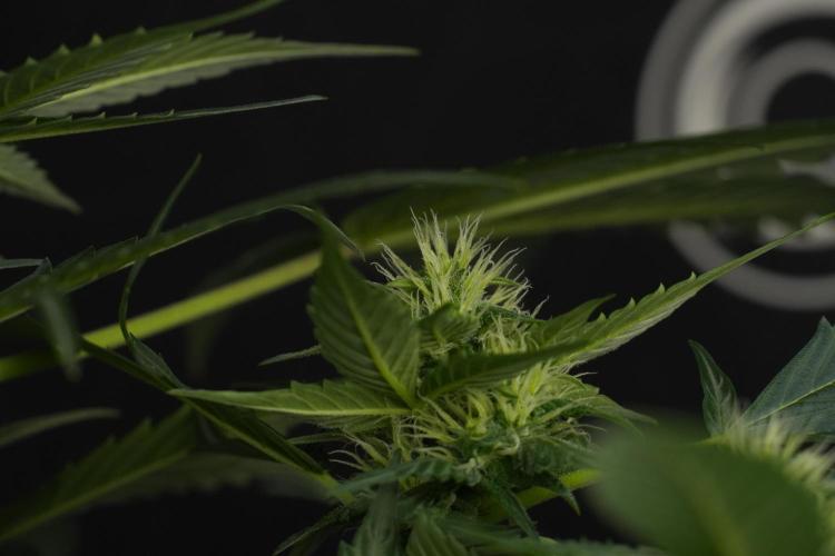 Pheno B Frosted Guava Auto By Zamnesia. Week 7 - Frosted Guava Auto plant B
