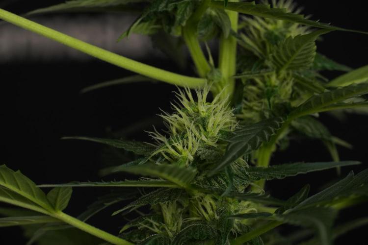 Pheno B Frosted Guava Auto By Zamnesia. Week 7 - Frosted Guava Auto plant B