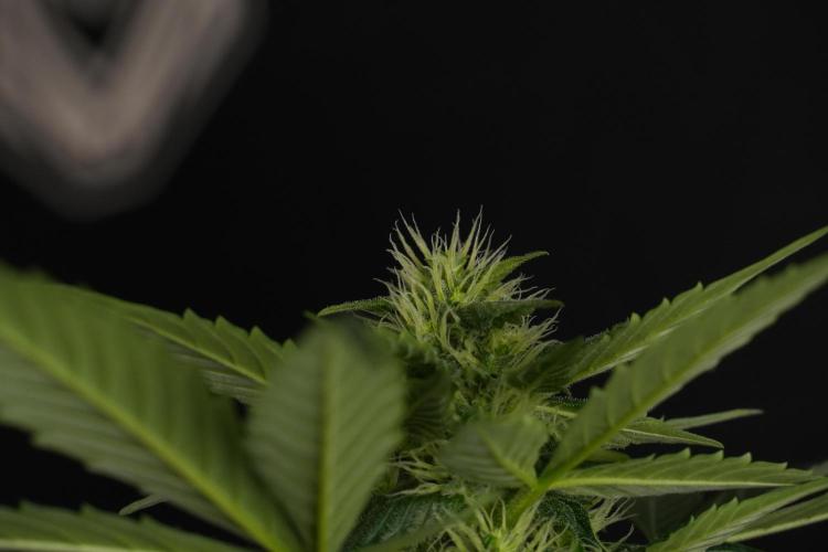 Pheno B Frosted Guava Auto By Zamnesia. Week 7 - Frosted Guava Auto plant B