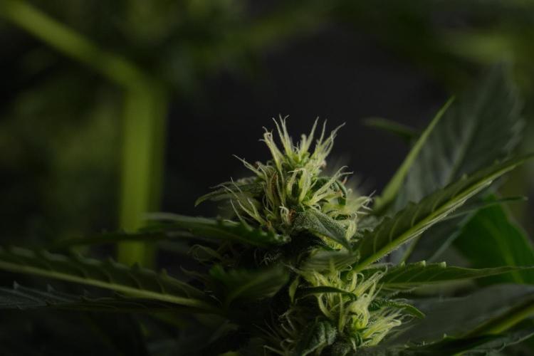 Pheno B Frosted Guava Auto By Zamnesia. Week 7 - Frosted Guava Auto plant B