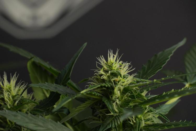 Pheno B Frosted Guava Auto By Zamnesia. Week 7 - Frosted Guava Auto plant B