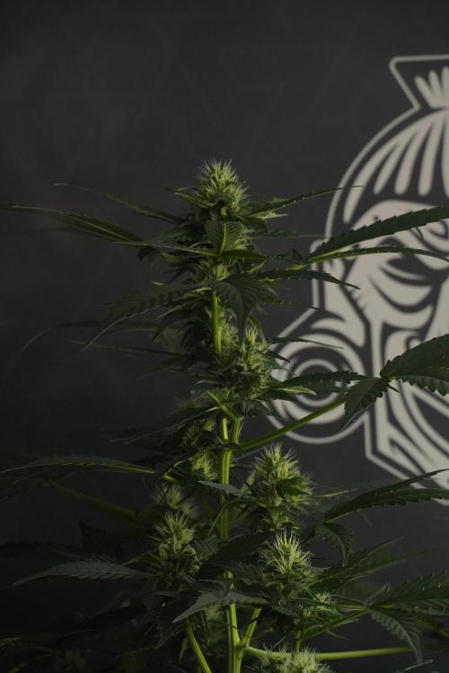 Pheno B Frosted Guava Auto By Zamnesia. Week 7 - Frosted Guava Auto plant B